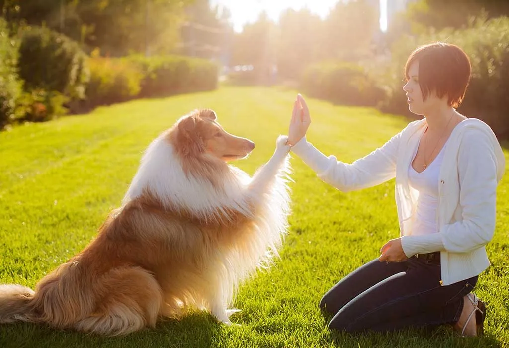 train your dogs not to bark