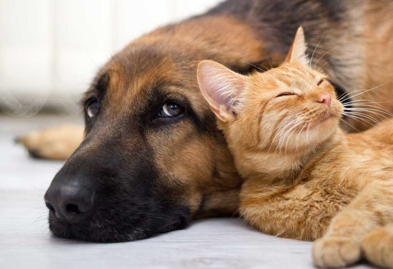 11 Ways Pets Try to Communicate With You