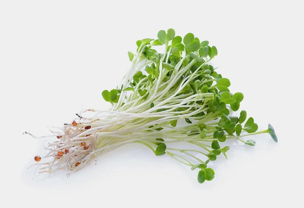 Alfalfa