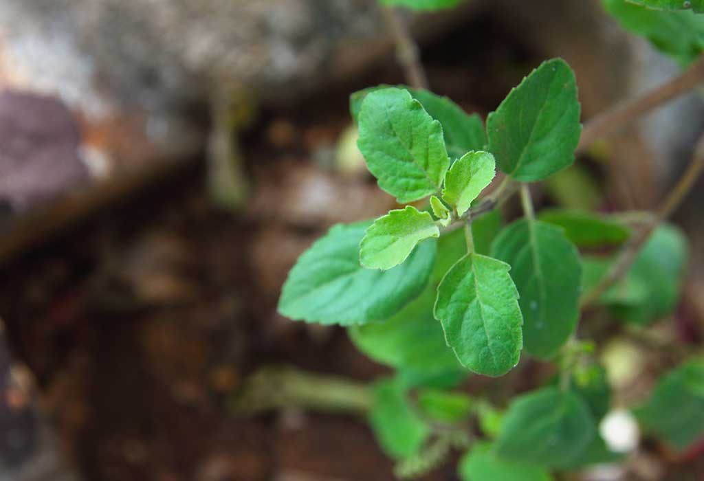 Incredible Benefits and Uses Of Holy Basil (Tulsi) – Queen of Herbs