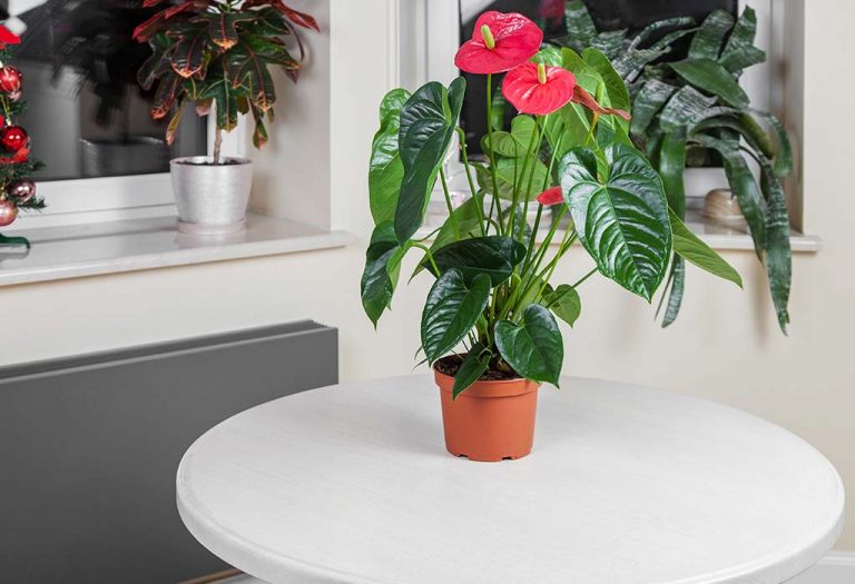 15 Best Indoor Plants for Apartment Living