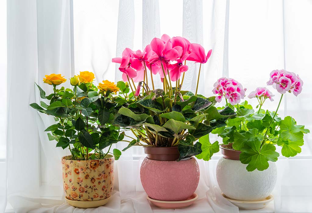 Indoor Gardening And Air Purifying