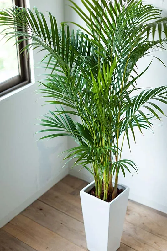 15 Best Indoor Plants for Apartment Living