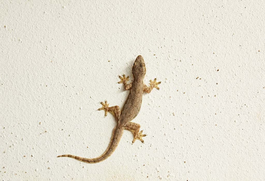 How to Get Rid of Lizards from Home with Simple and Effective Ways