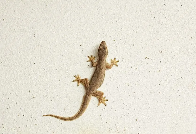 How to Get Rid of Lizards from Home with Simple and Effective Ways