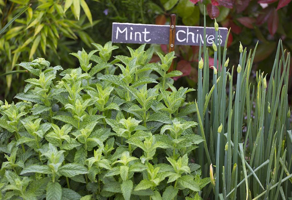 Grow your Herbs