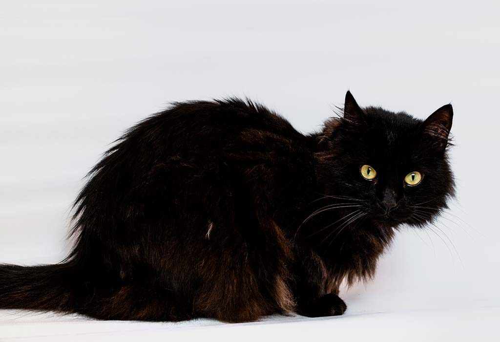 large black cat breeds