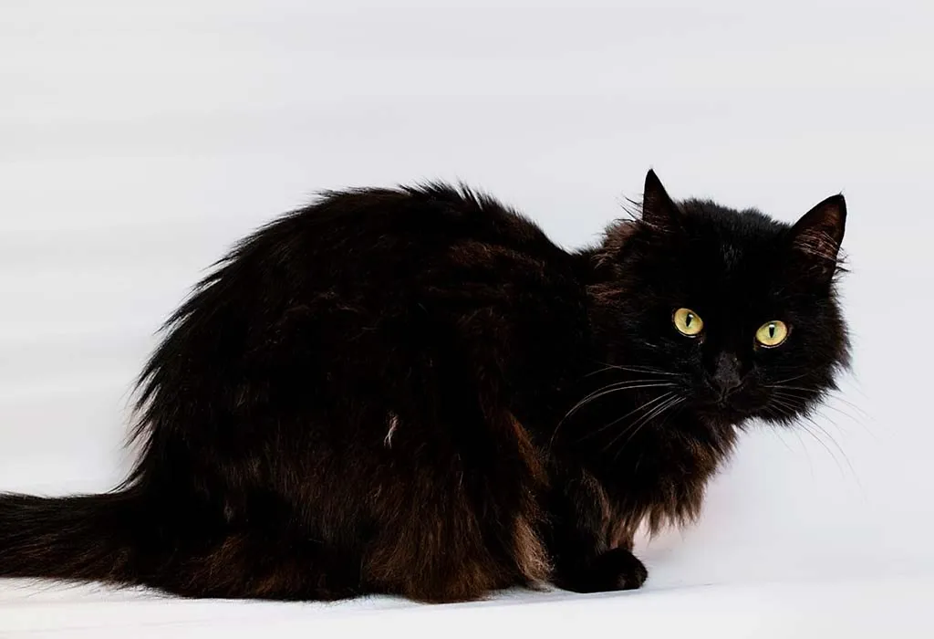 7 Unique-Looking Cat Breeds