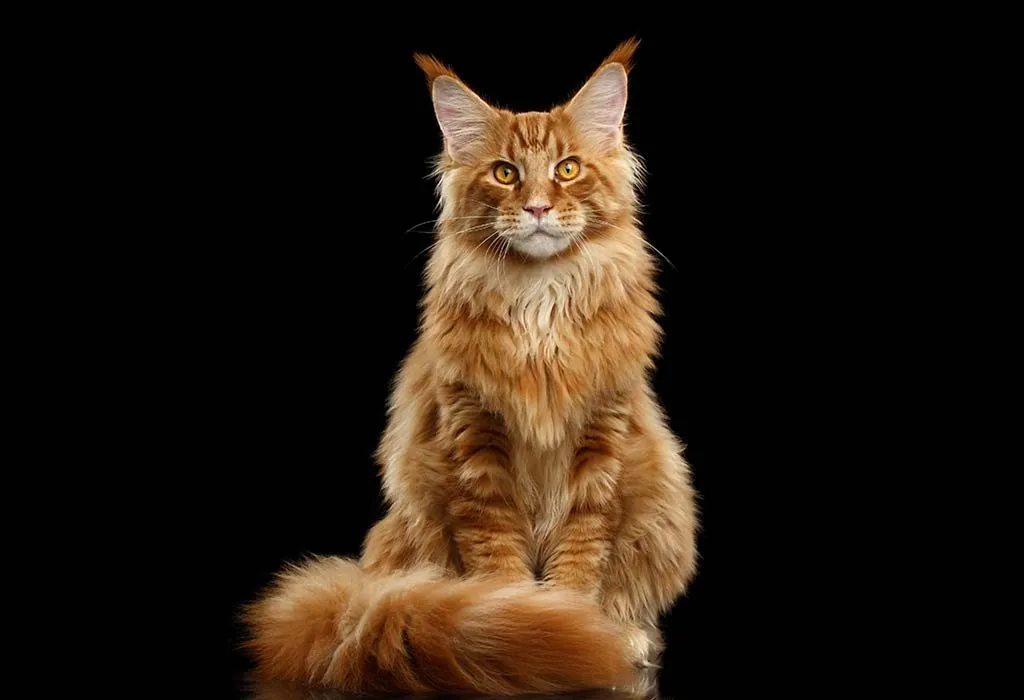 Top 5 Unique Cat Breeds