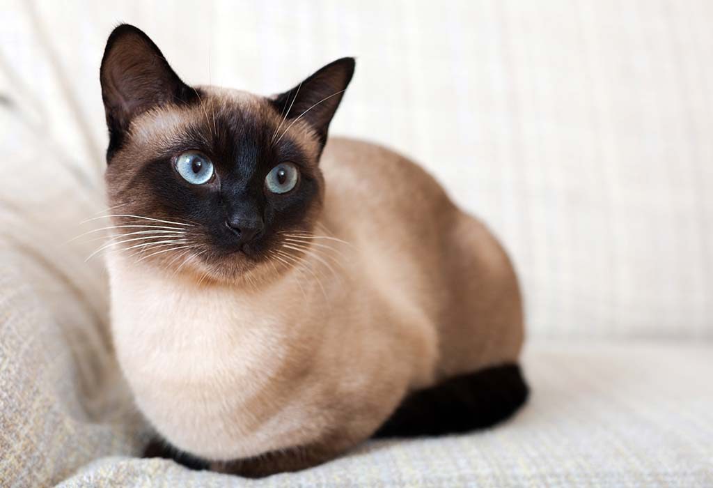 average age of a siamese cat