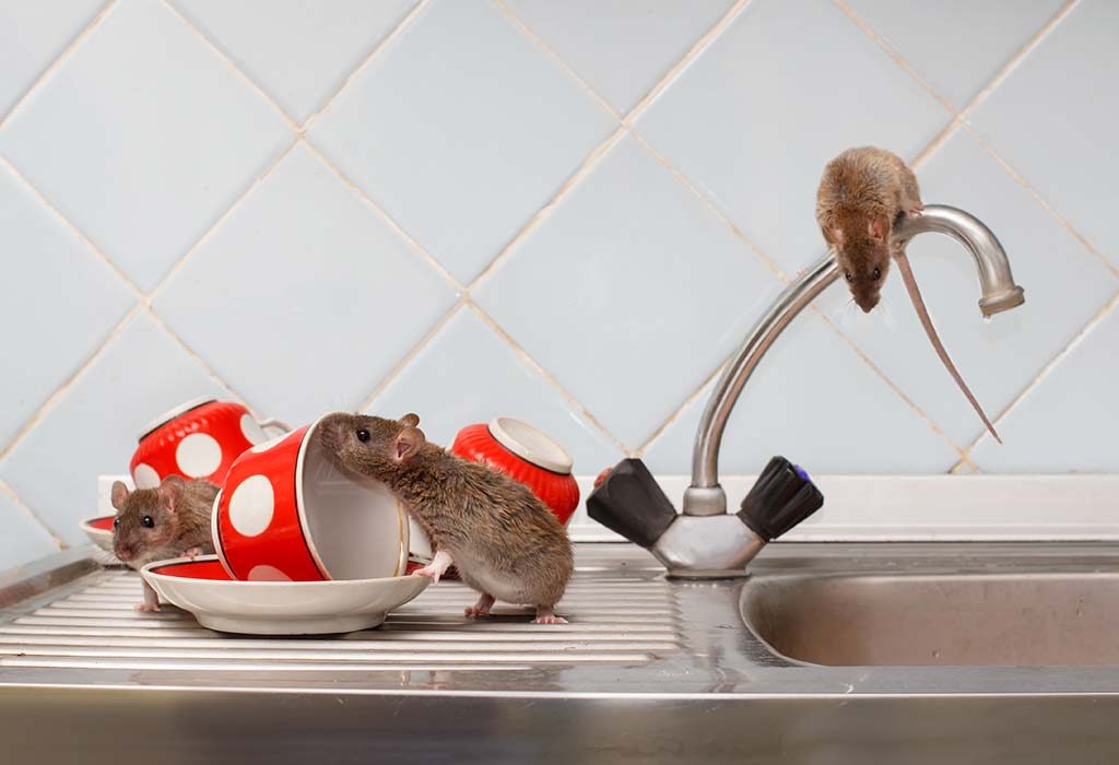 20 Simple Homemade Remedies to Kill Mice