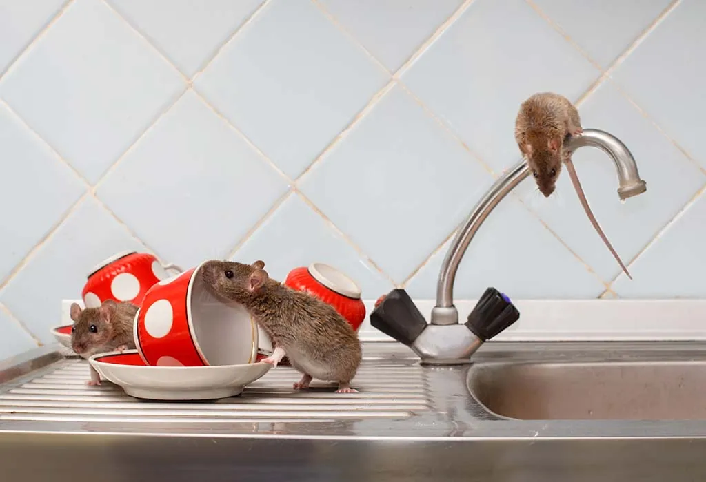 How To Kill Mice & Rats (RODENTS) with Baking Soda 