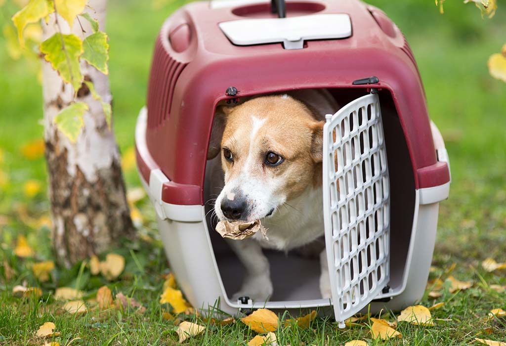 A dog in a crate