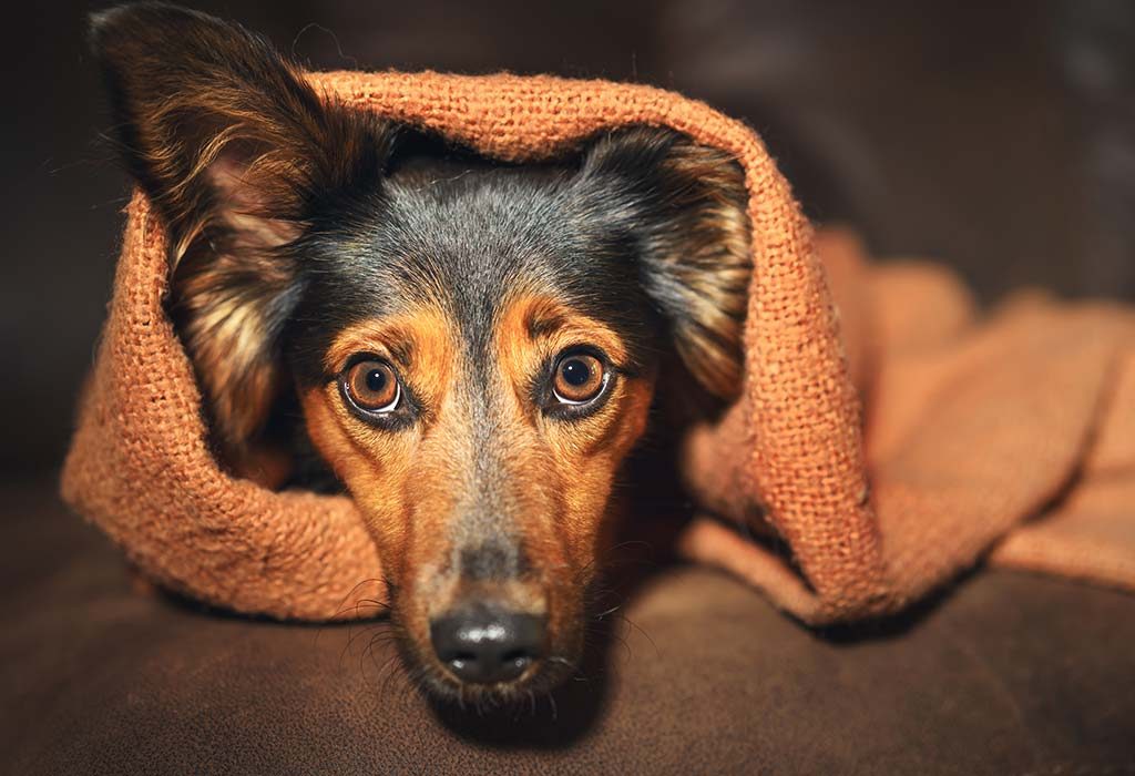 Anxiety in Dogs – Causes, Symptoms and Remedies