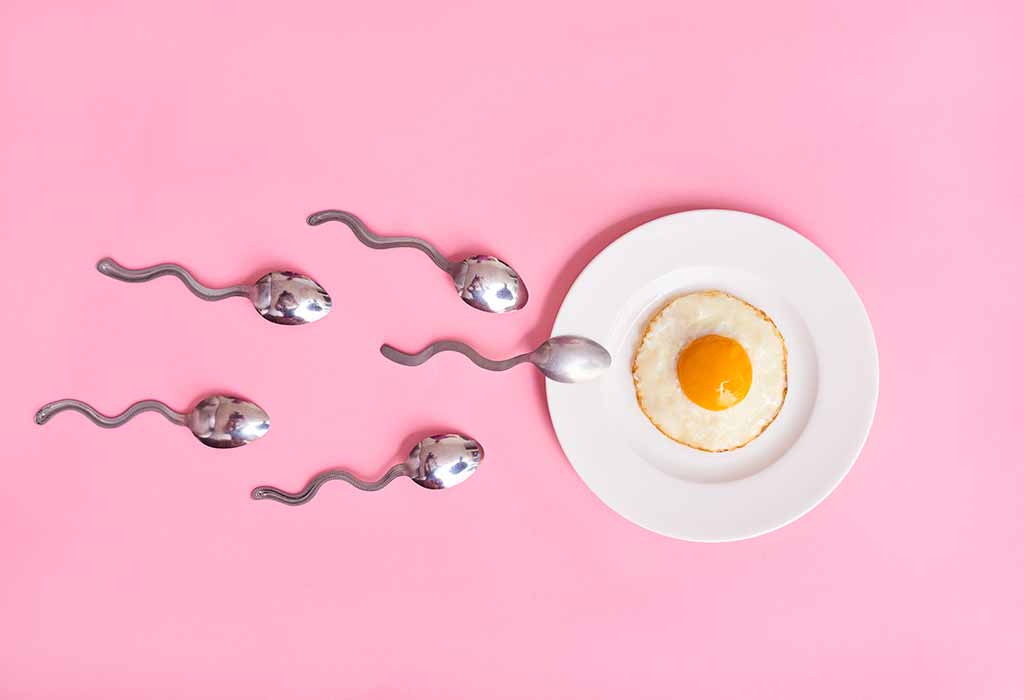 late ovulation-Sperm-reaching-egg-Subhag-Home-Insemination-KIT