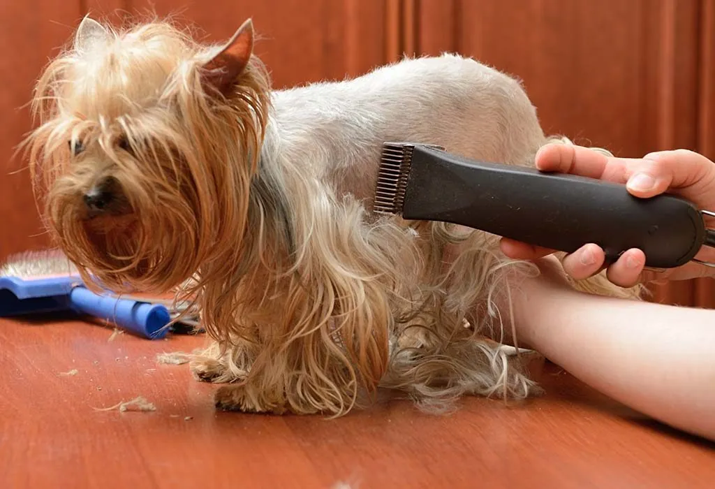 Shaving Your Dog