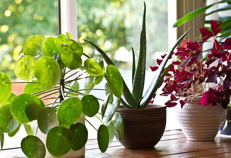 Tricks to Keep Indoor Plants Healthy, Growing and Blooming