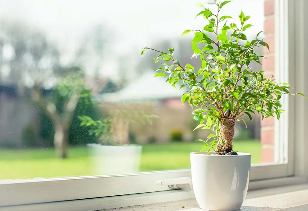 Placement of the Plant