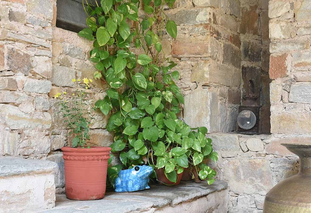 10 Lucky Plants That Will Bring Good Luck and Wealth to Your Home