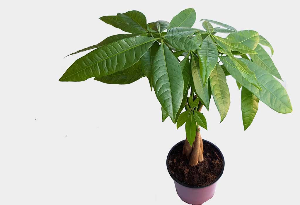 lucky money tree plant