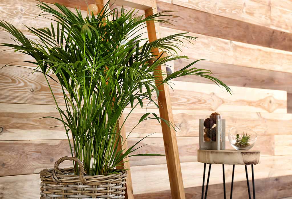 Lucky Indoor Plants For Living Room