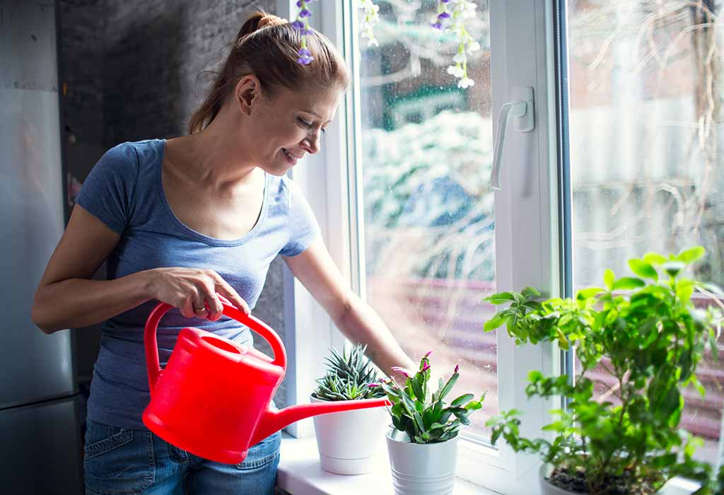 10 Lucky Plants That Bring Good Luck Wealth For Your Home