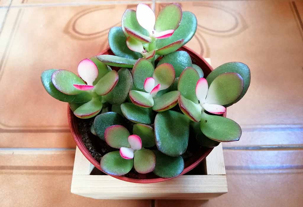 Plants that bring good luck in the house