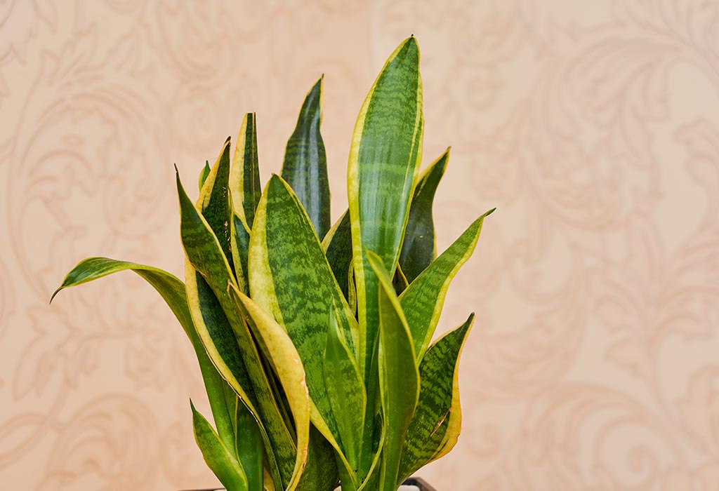 10 Lucky Plants That Will Bring Good Luck And Wealth To Your Home 