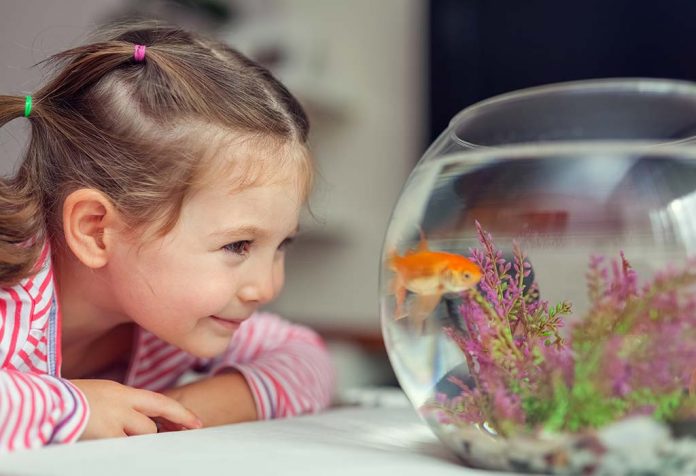 How to Clean a Fish Tank - Provide a Healthy Environment to Your Little Pets