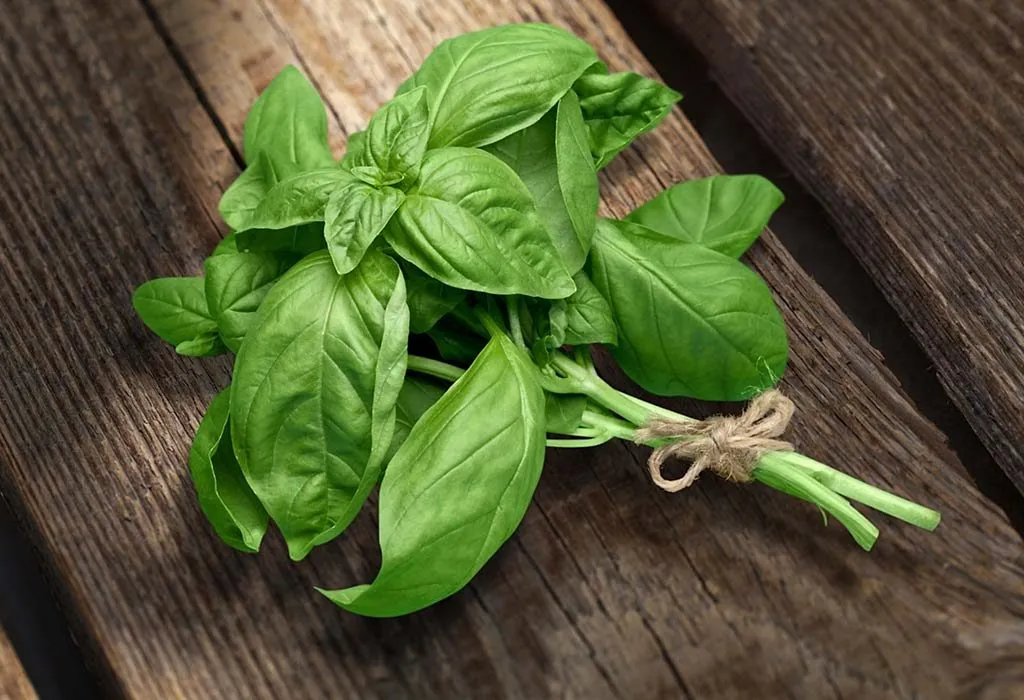 Basil
