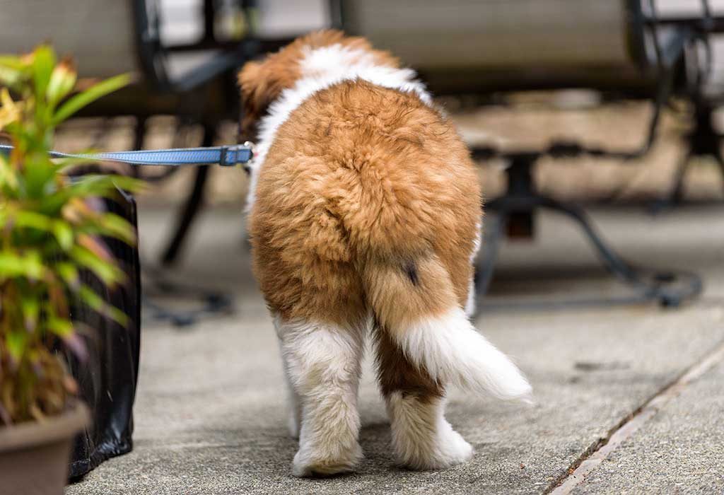 what does a dogs tail wagging mean