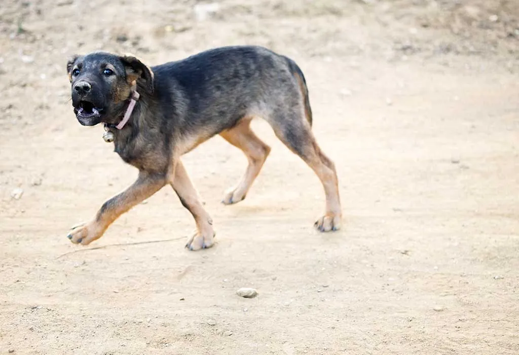 what does it mean when a dogs tail goes in circles