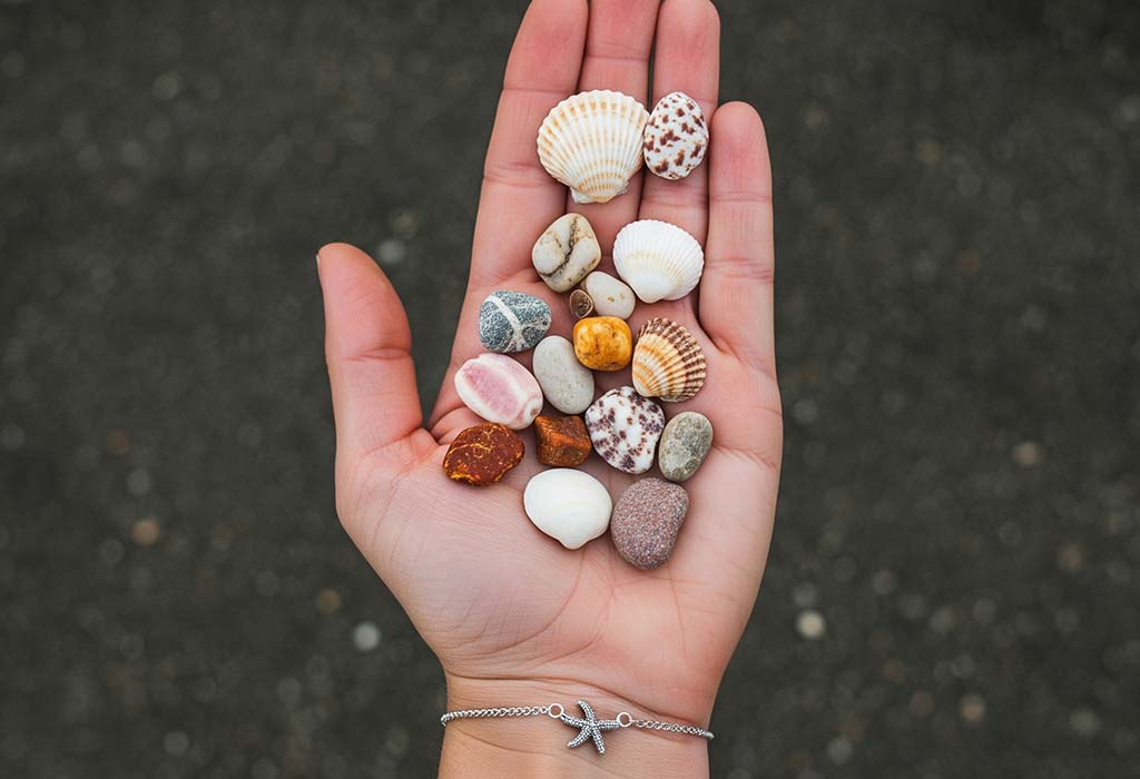 Seashell Hunt