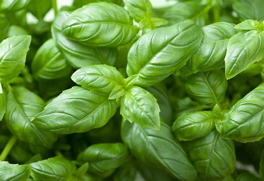 Growing basil at home