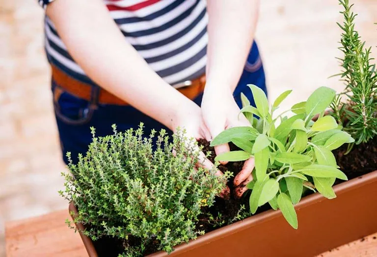 10 Must-have Herbs to Grow at Home