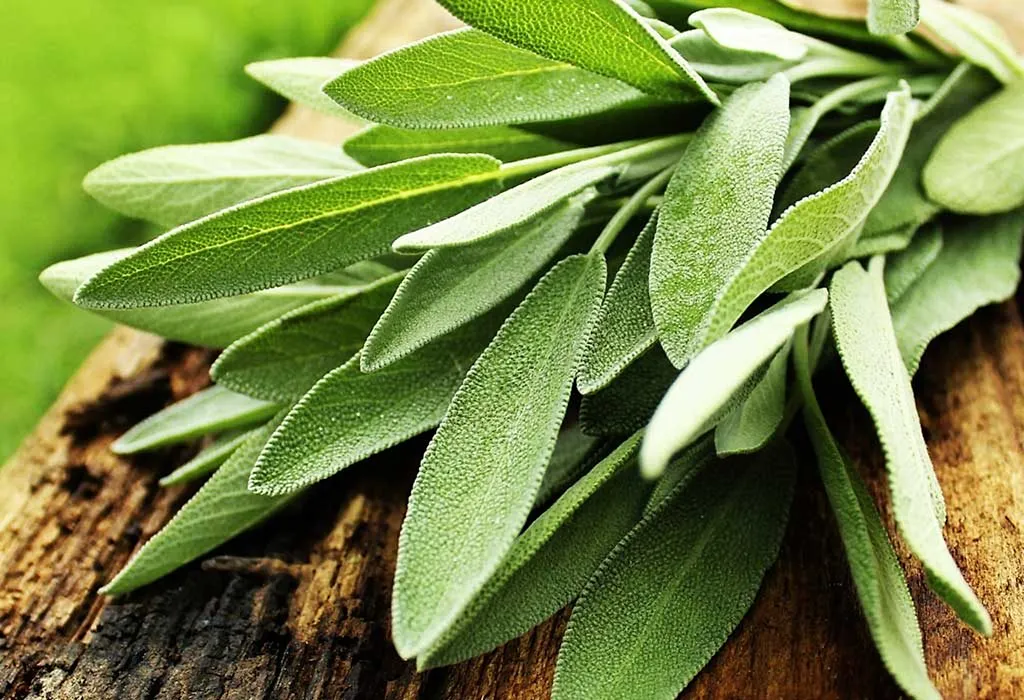 Sage leaves at home