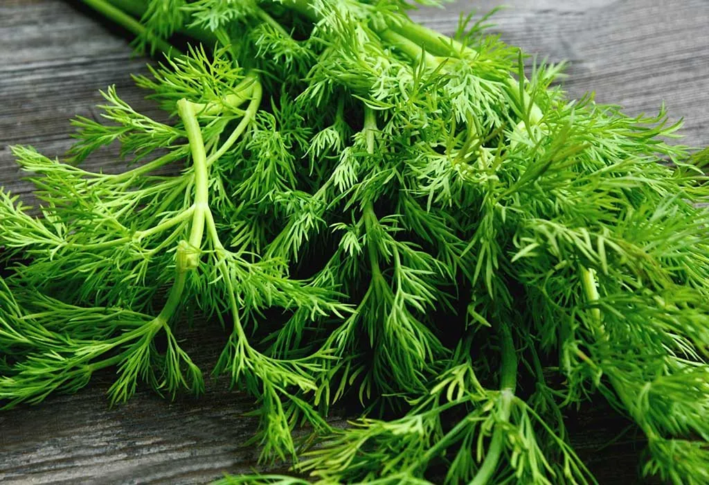 Dill leaves