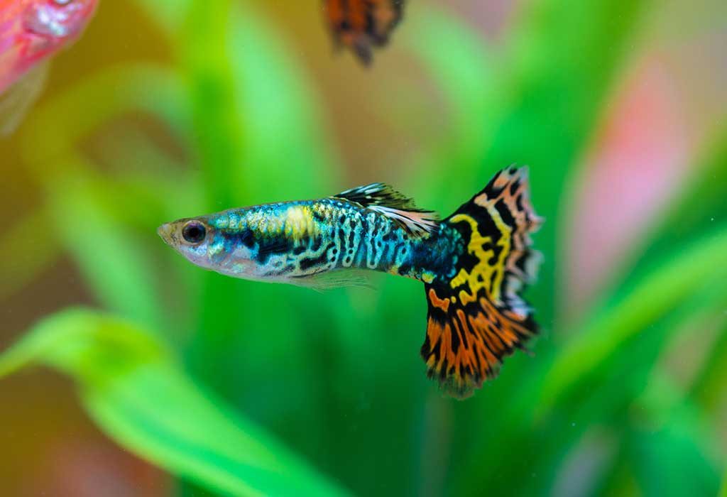 Top 5 Aggressive Fish Tank Species for Your Home Aquarium