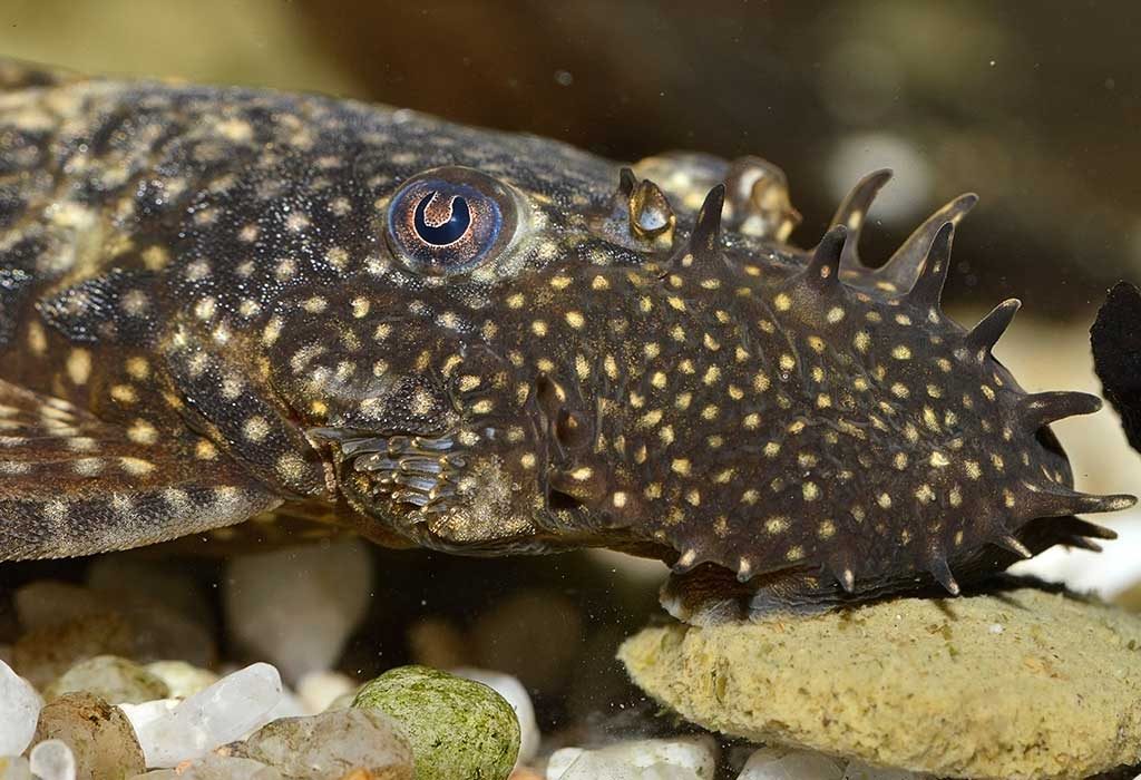 Bristlenose catfish