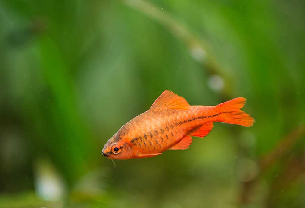 11 Awesome Freshwater Fishes For Your Home Aquarium