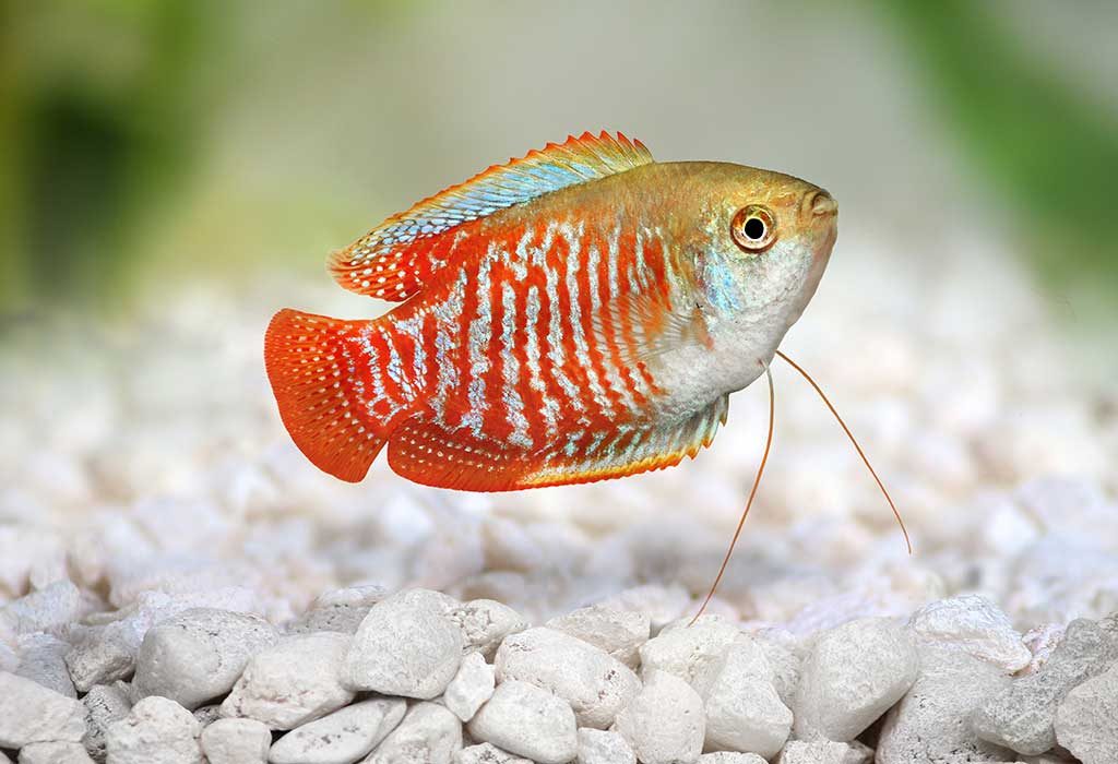 types of small fish pets
