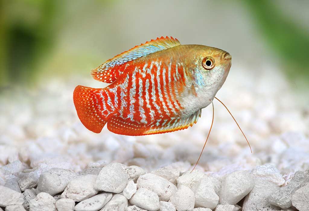 hearty freshwater aquarium fish