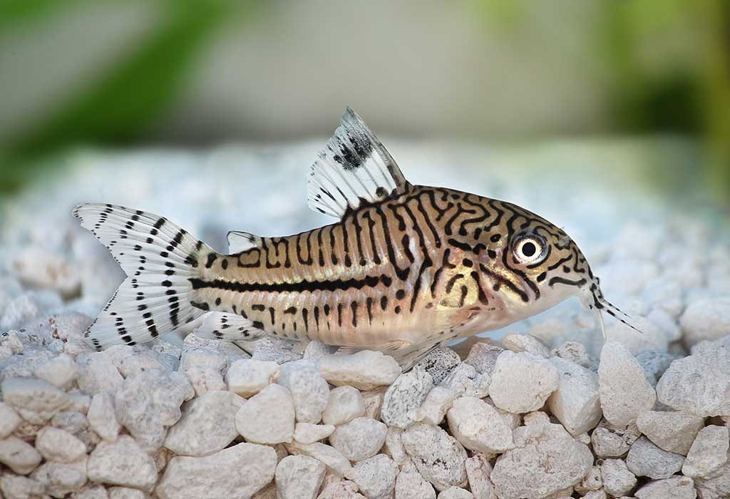 Cory Catfish