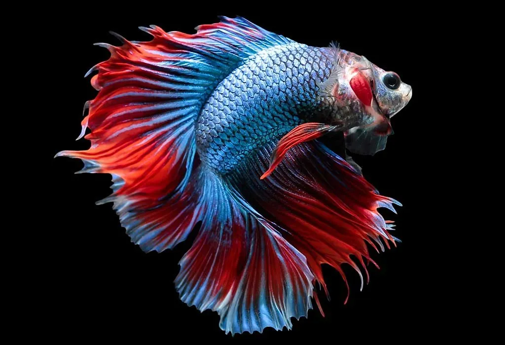 Beautiful fish for clearance aquarium