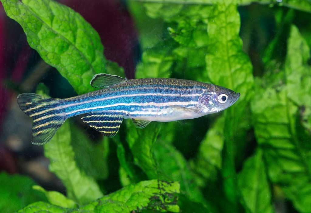 different types of fishes in aquarium with names