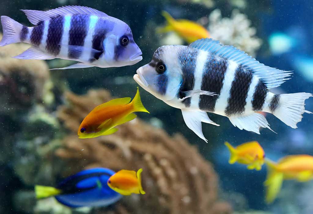 tank fish types