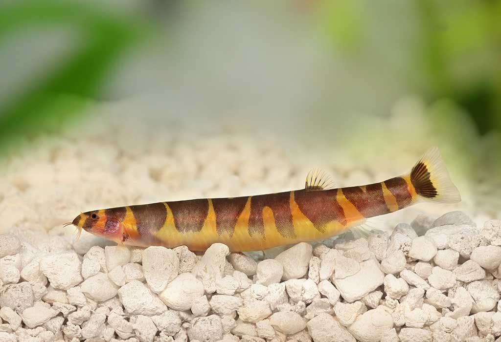 Kuhli loach
