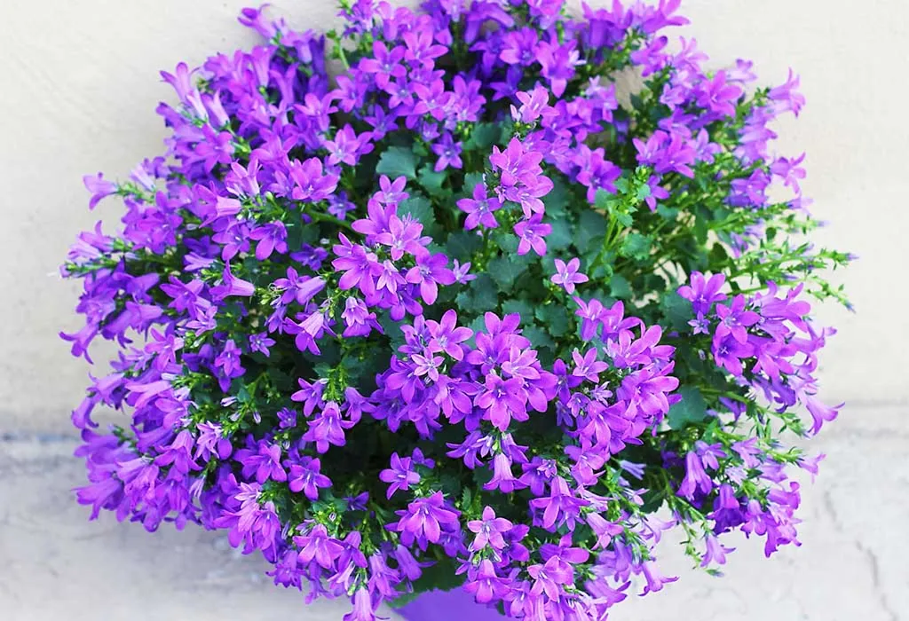 Plants at home