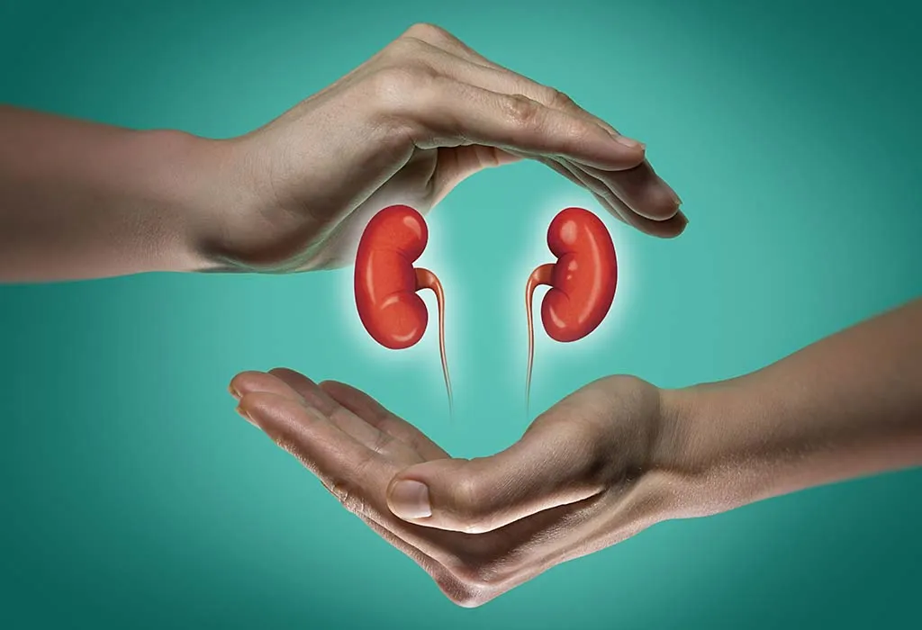 Support Proper Kidney Functioning