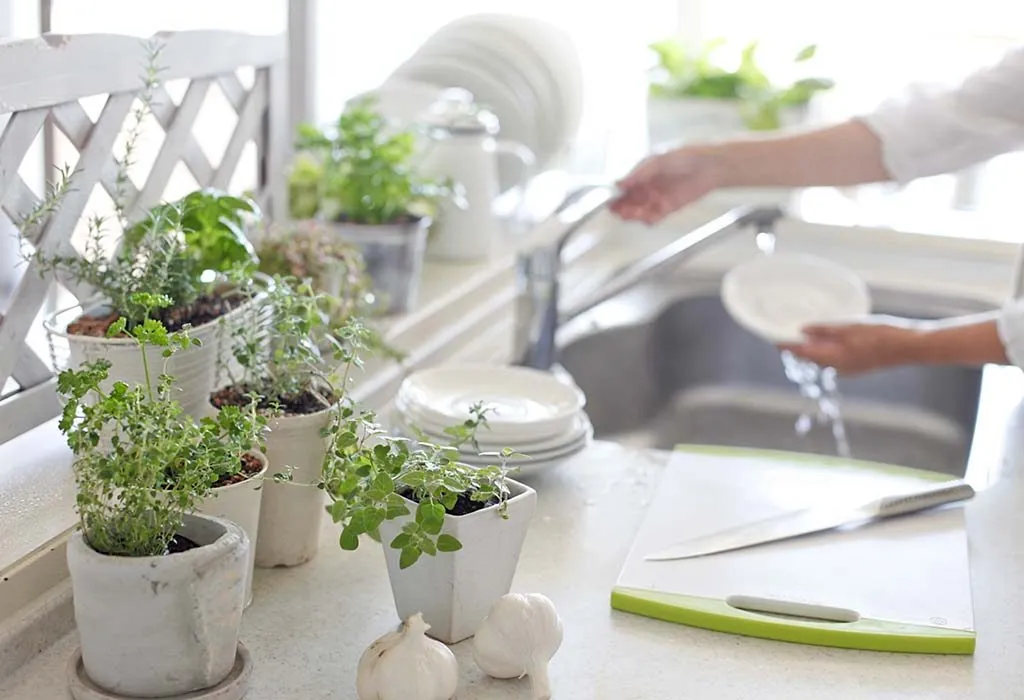 Indoor Plants for Beautiful and Sustainable Kitchen Decor